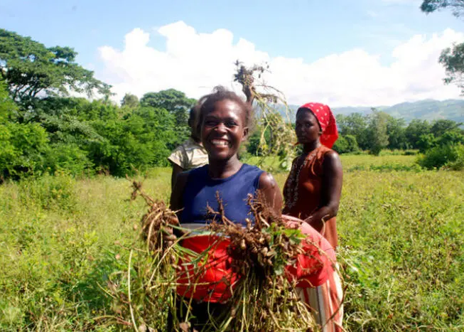 Haitian youth grins widely, holding an armful of vegetation from the field